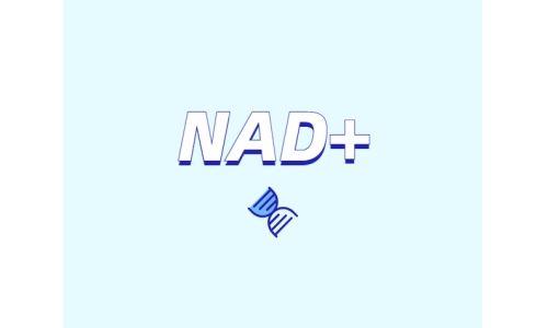 NAD+ 對身體有什么作用？如何獲取 NAD+？