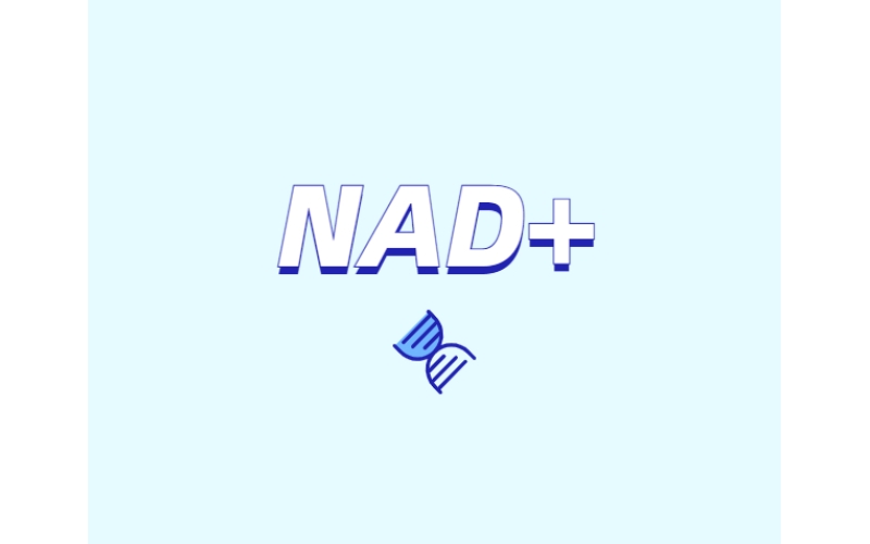 NAD與NMN的全新概念？